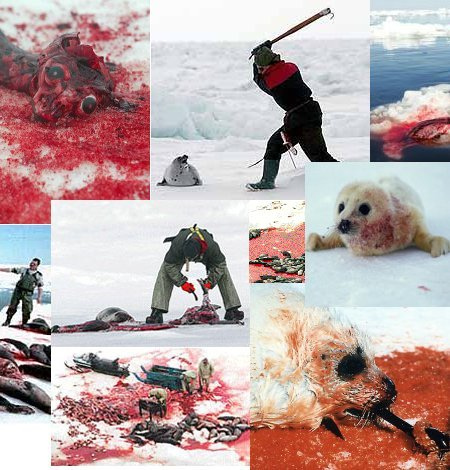 matanza-focas.jpg