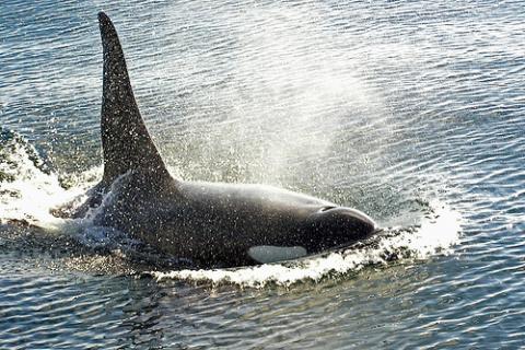 canada-orca.jpg